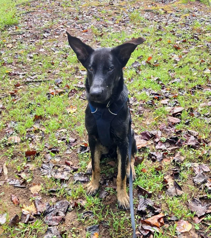A baby large-sized male Shepherd dog named Dobby for adoption in Ellijay, GA