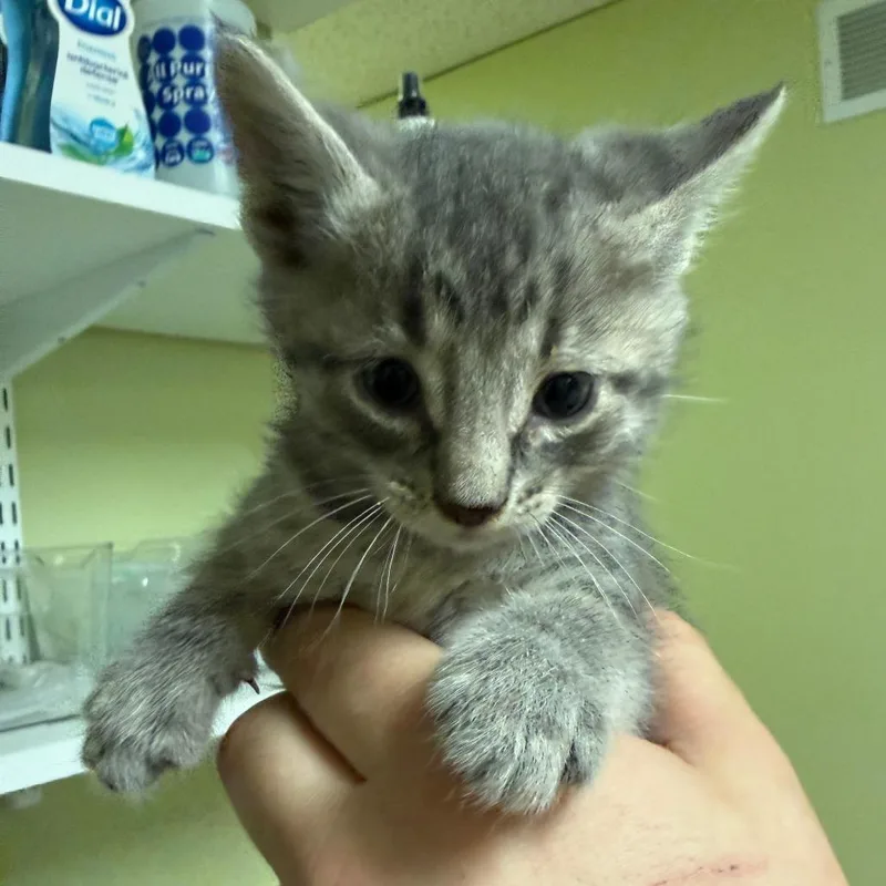 A baby small-sized male Gray / Blue / Silver Domestic Short Hair cat named King Candy for adoption in Normal, IL
