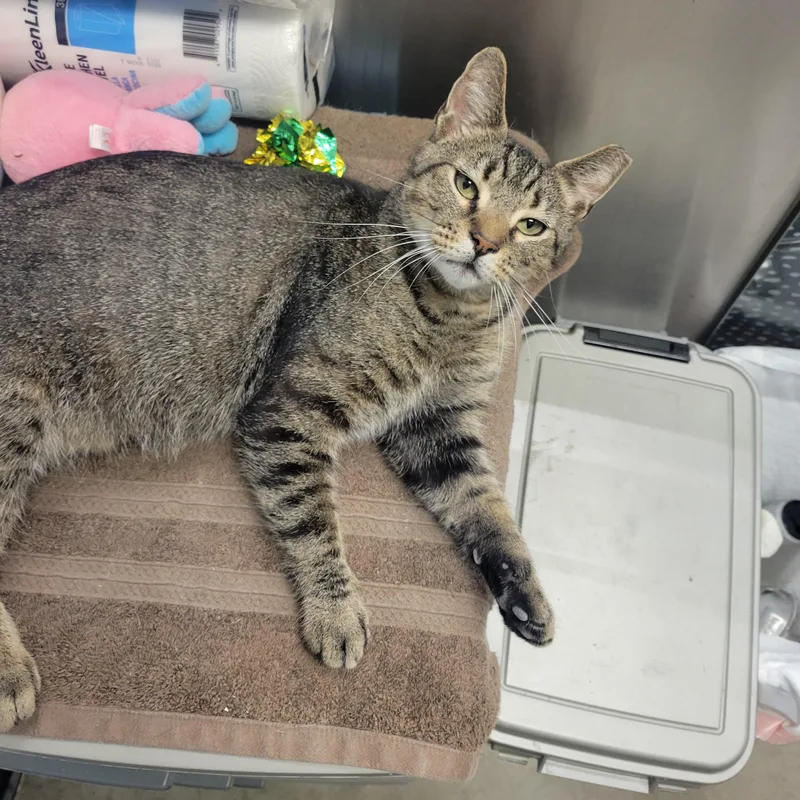 An adult medium-sized male Domestic Short Hair cat named Thomas for adoption in Mechanicsburg, PA