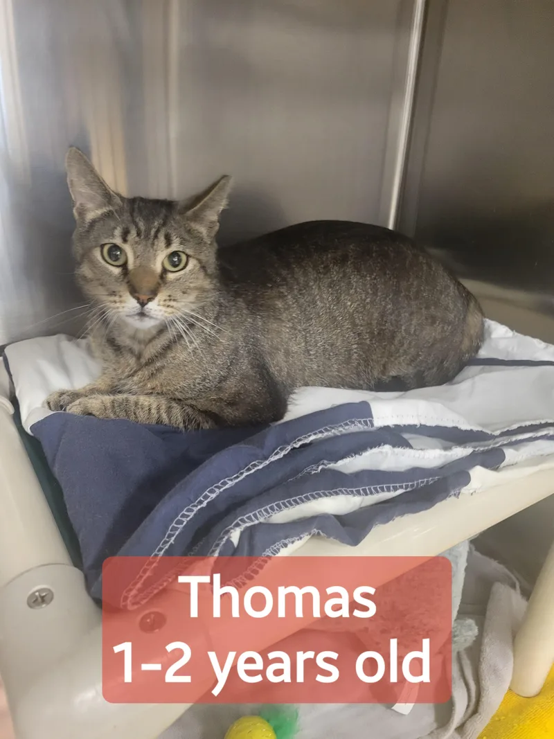 Thomas thumbnail 2