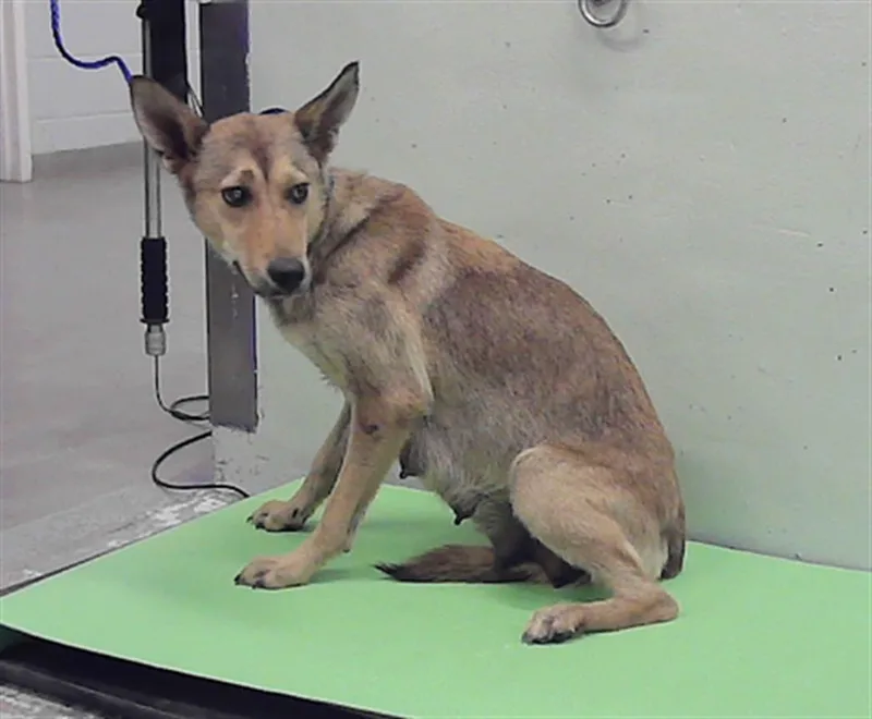 A young medium-sized female German Shepherd Dog dog named Rosie for adoption in Houston, TX