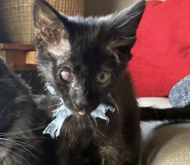 A baby small-sized male Turkish Angora cat named Argie for adoption in Tucson, AZ