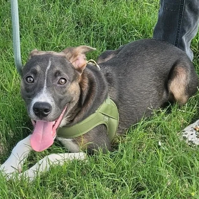 A baby medium-sized female Gray / Blue / Silver Australian Cattle Dog / Blue Heeler dog named Minzi for adoption in CORPUS CHRISTI, TX