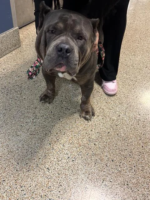 An adult large-sized male American Bulldog dog named Poseidon for adoption in Miami, FL