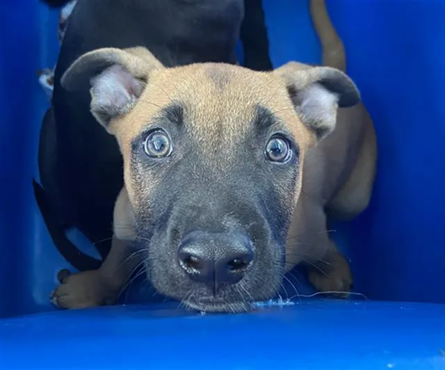 A baby large-sized male Mixed Breed dog named Dil for adoption in Dallas, TX