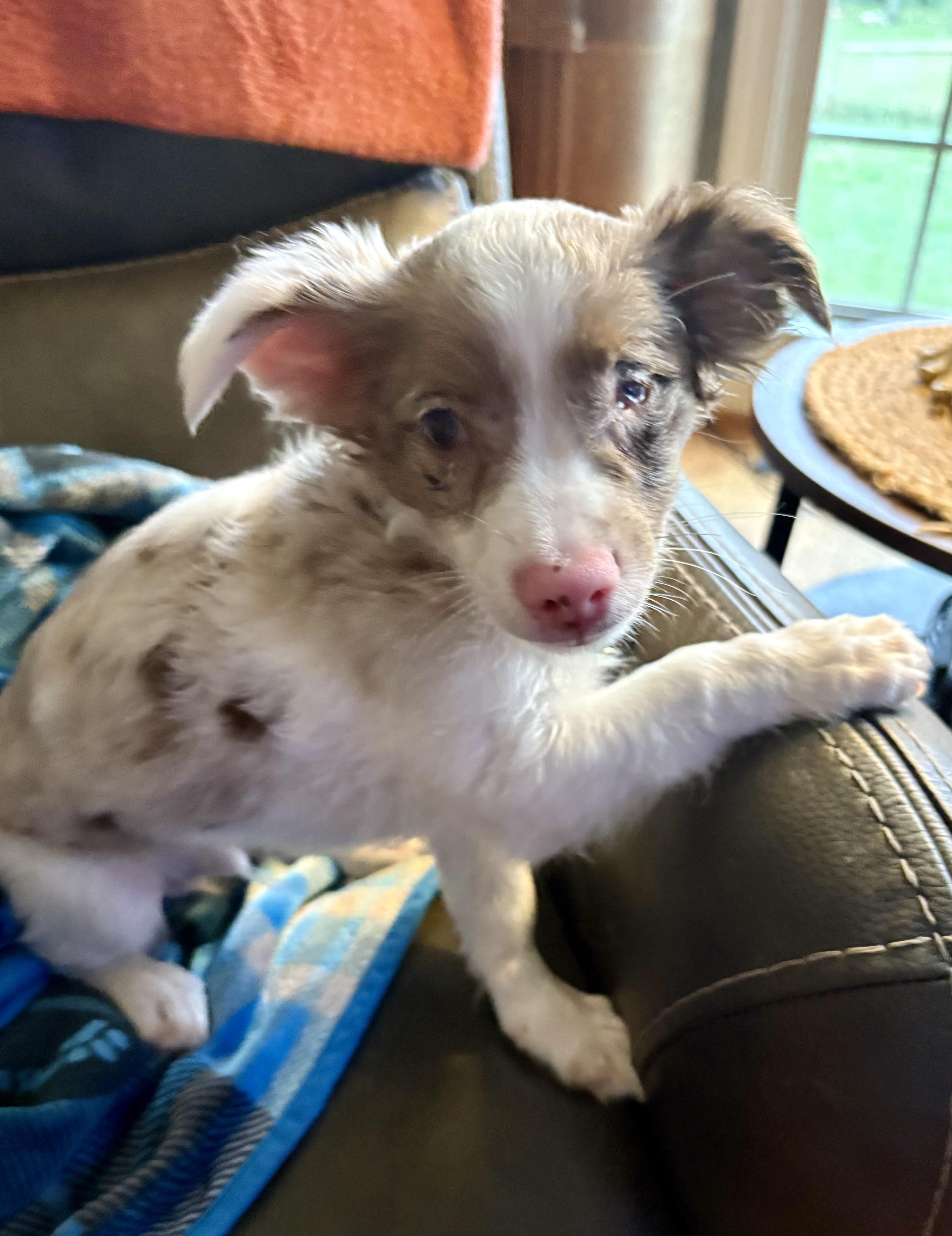 A baby medium-sized male Merle (Blue) Australian Shepherd dog named Cosmos for adoption in Pittsboro, NC
