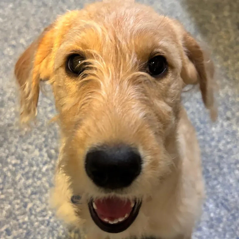 A baby small-sized female Yellow / Tan / Blond / Fawn Golden Retriever dog named Moona for adoption in Fort Lauderdale, FL