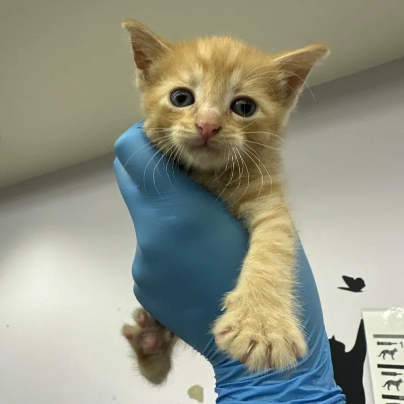 A baby small-sized female Orange / Red Domestic Medium Hair cat named Sol for adoption in Los Angeles, CA