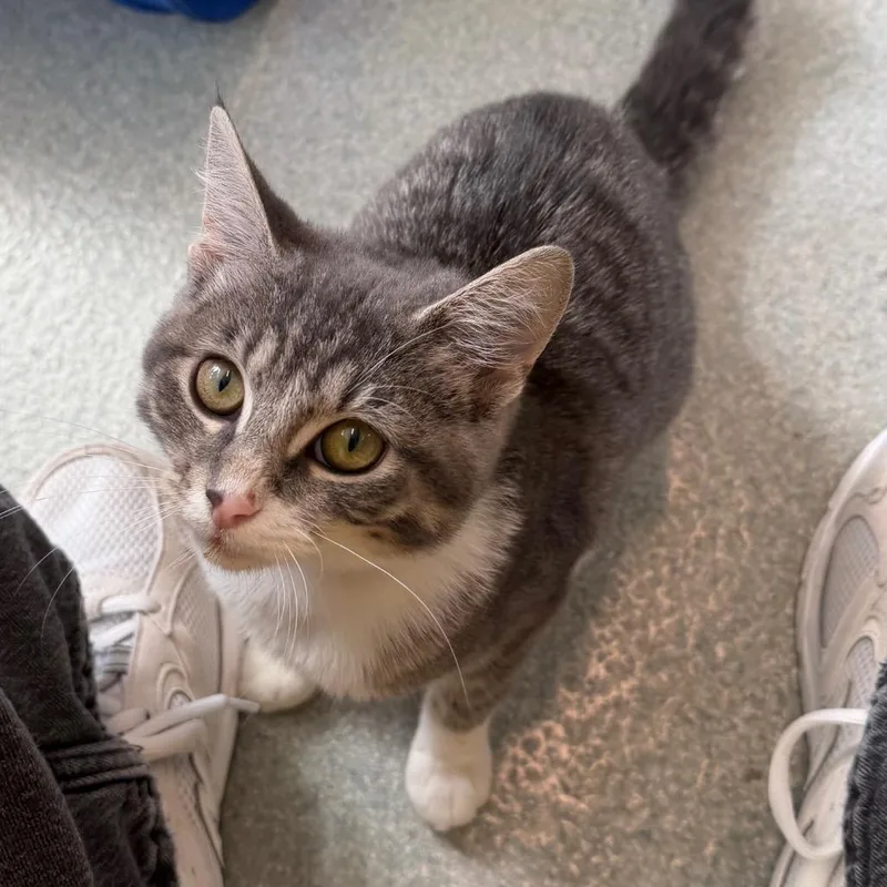 A young small-sized female Gray / Blue / Silver Domestic Short Hair cat named Zebee for adoption in Chicago, IL