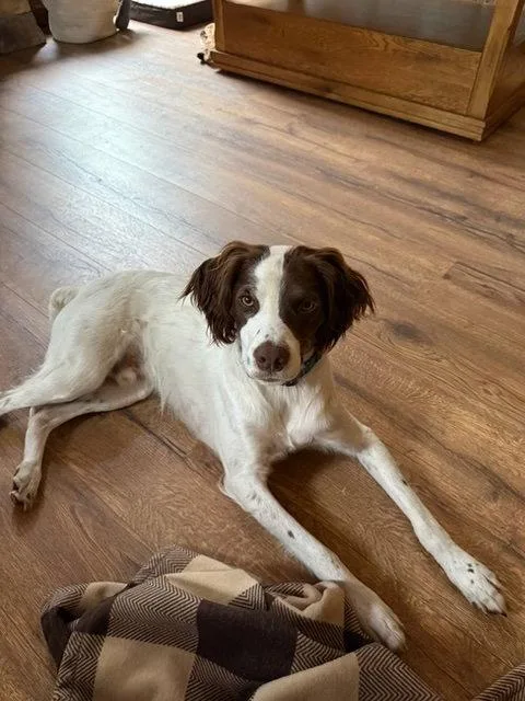 A young medium-sized male Brittany Spaniel dog named WIGriff for adoption in Baldwinsville, NY