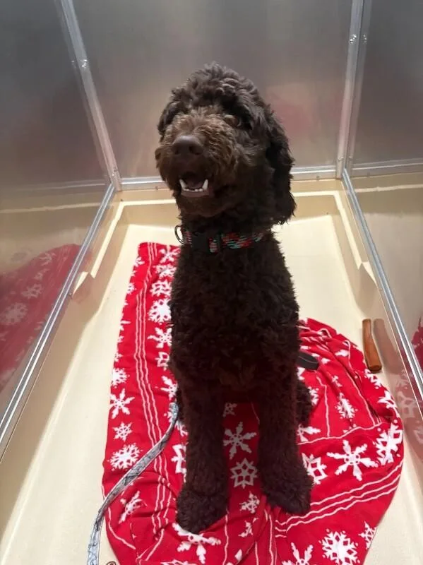 An adult medium-sized male Brown / Chocolate Goldendoodle dog named Aspen for adoption in Burgaw, NC