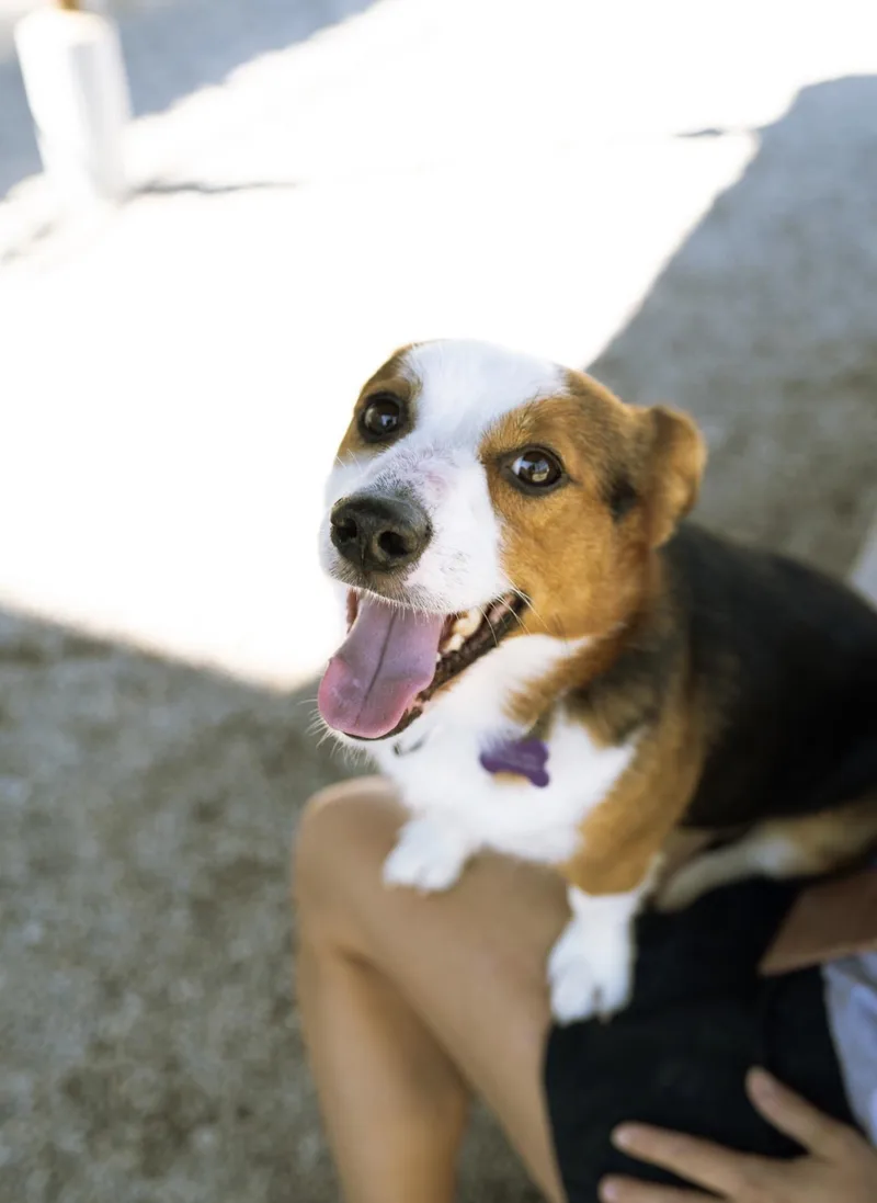 A young medium-sized male Corgi dog named Jorge for adoption in Cincinnati, OH