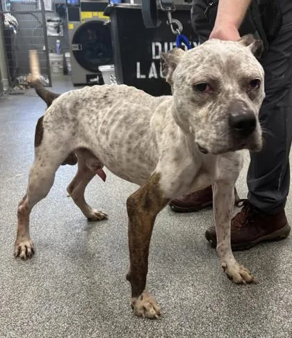 An adult medium-sized male Mixed Breed dog named Mart for adoption in West Chester, PA