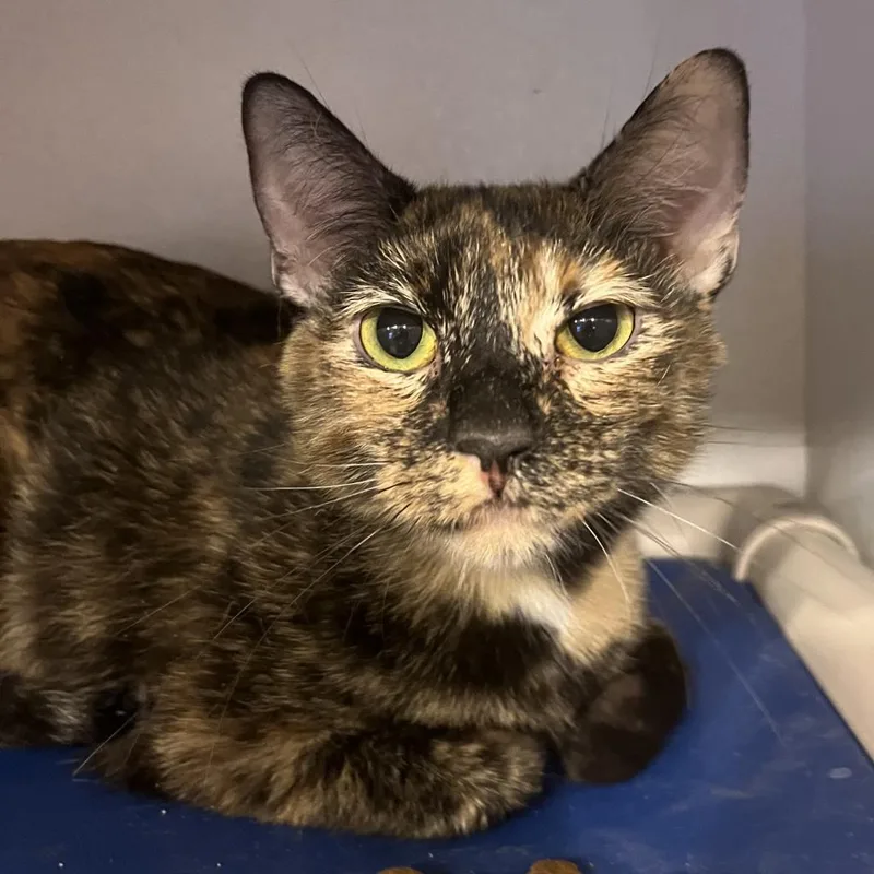 An adult medium-sized female Tortoiseshell Domestic Short Hair cat named Sally Ride for adoption in Hanna City, IL