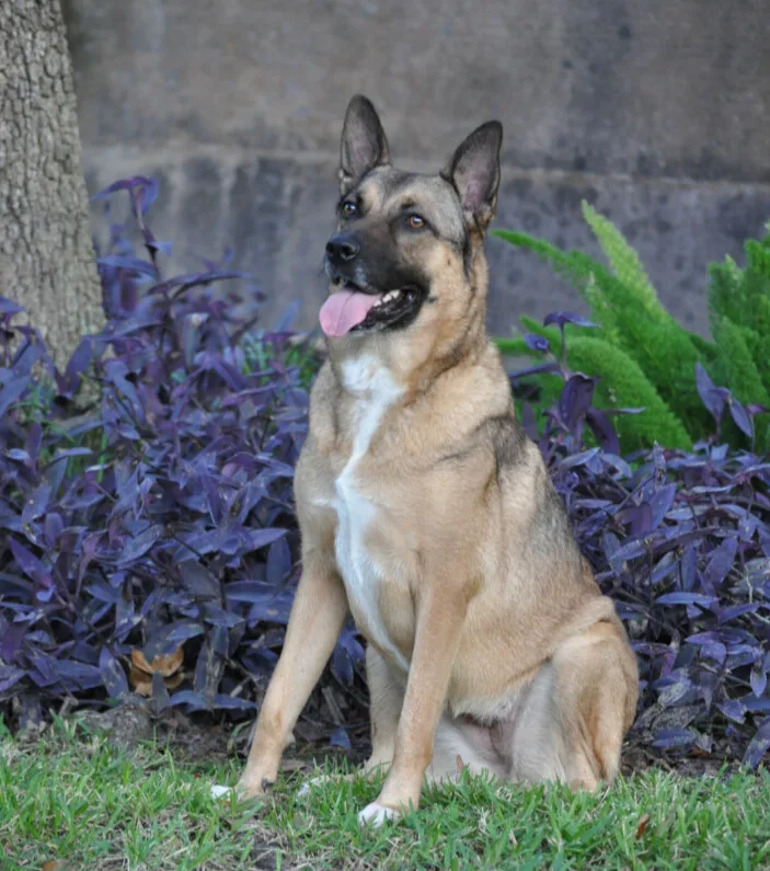 A young large-sized female German Shepherd Dog dog named Madeline for adoption in Baytown, TX