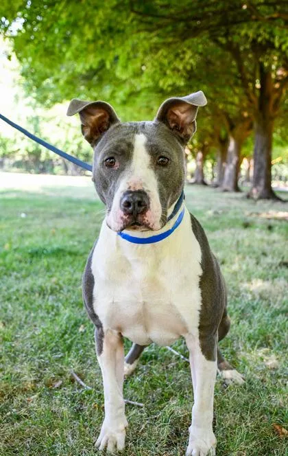 An adult large-sized male Pit Bull Terrier dog named Carrion for adoption in Yakima, WA