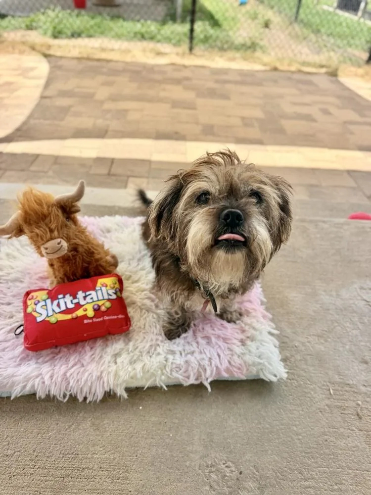 An adult small-sized female Brown / Chocolate Shih Tzu dog named Puffin for adoption in Richmond, TX