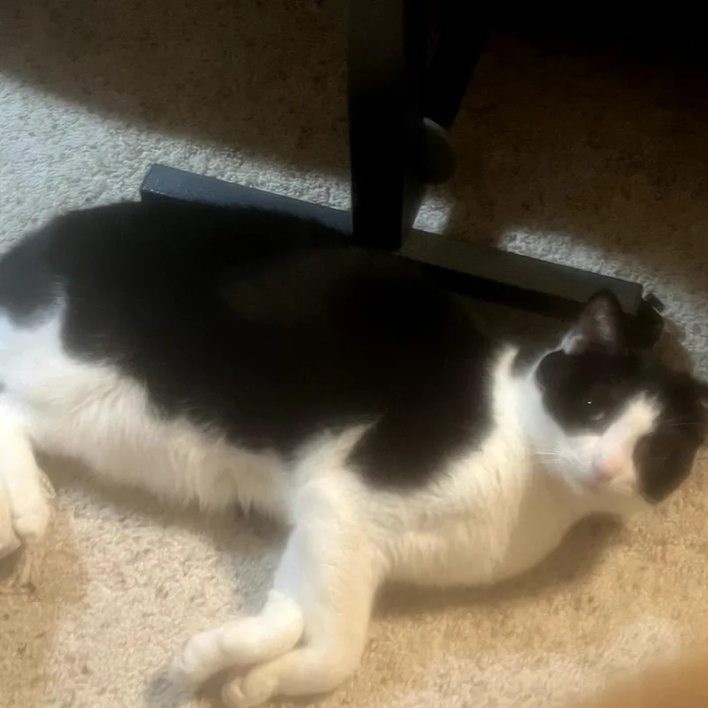 Nikko Huge Black And