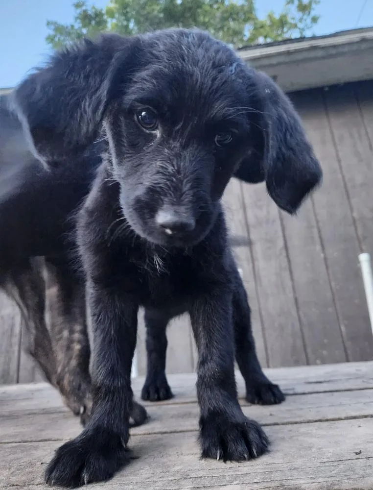A baby medium-sized female Black Retriever dog named Eclipse for adoption in Cheektowaga, NY