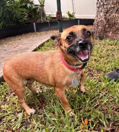 An adult medium-sized male Terrier dog named Brownie for adoption in Honolulu, HI