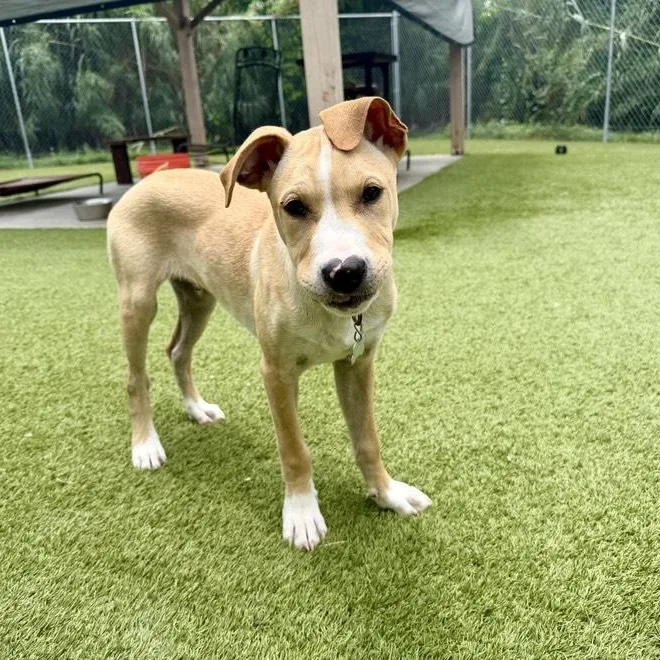 A young medium-sized male White / Cream American Staffordshire Terrier dog named Yukon for adoption in Houston, TX