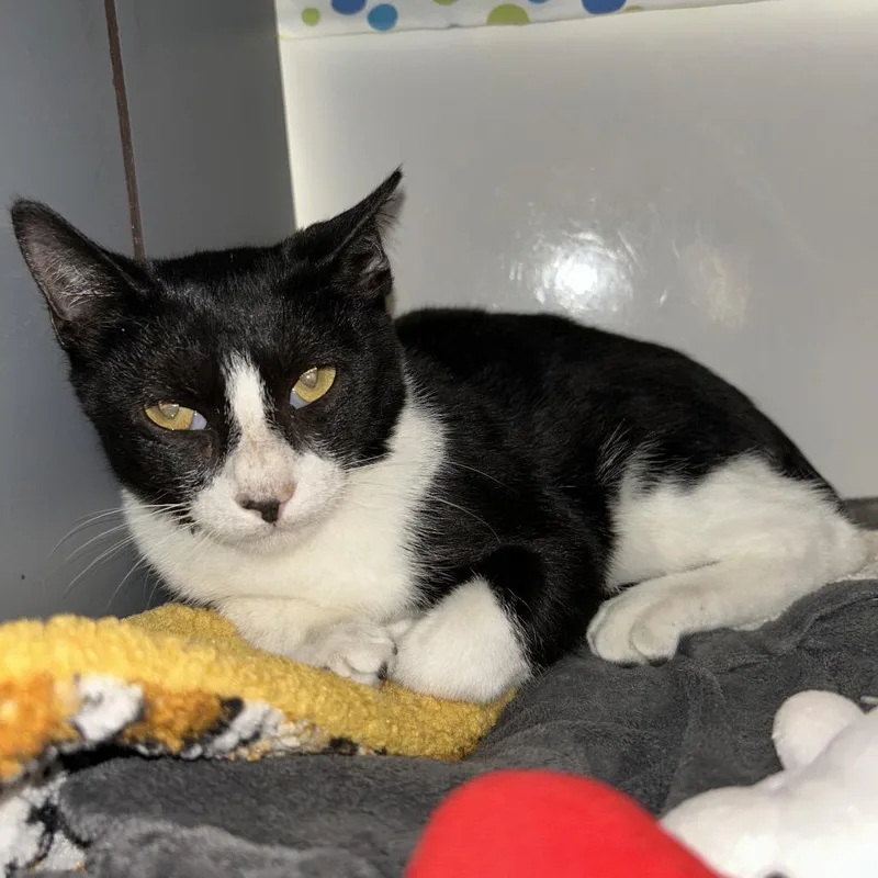 A young medium-sized male Domestic Short Hair cat named Boots for adoption in West Palm Beach, FL