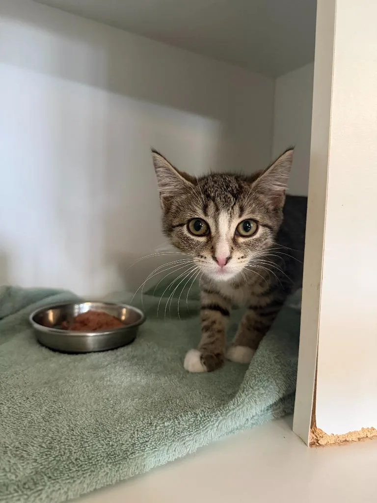 A baby small-sized female Domestic Short Hair cat named Tahoe for adoption in Hyde Park, NY