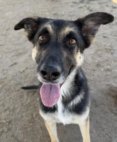 An adult large-sized male Shepherd dog named Diesel for adoption in Bakersfield, CA
