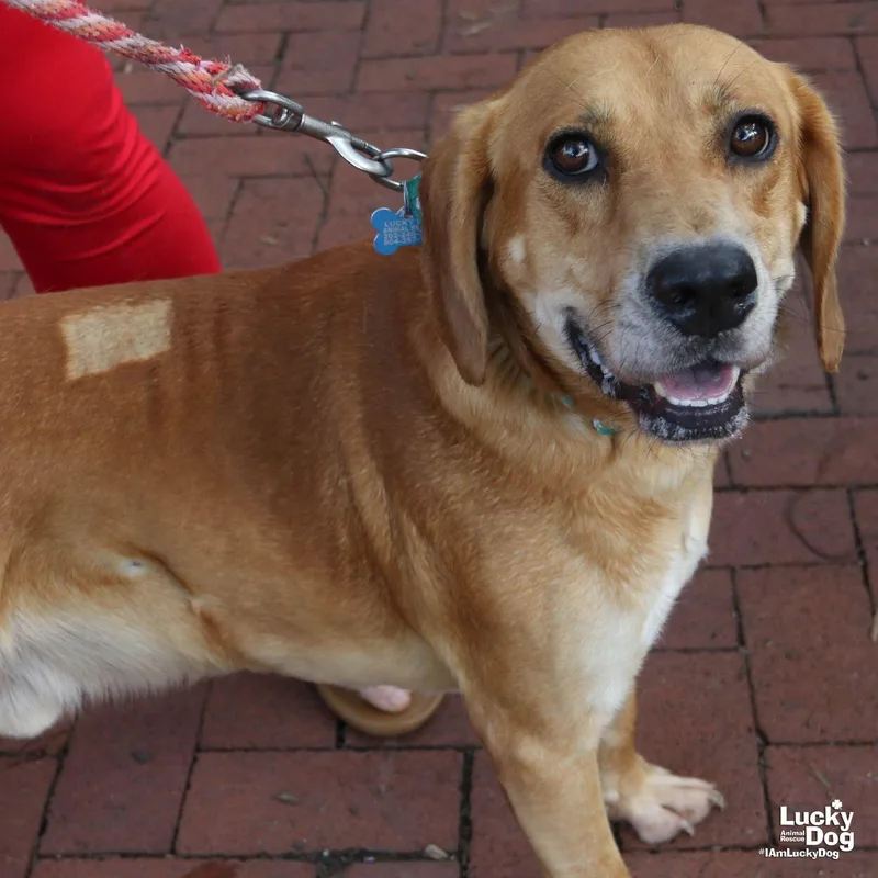 A young large-sized male Retriever dog named Lennard for adoption in Washington, DC