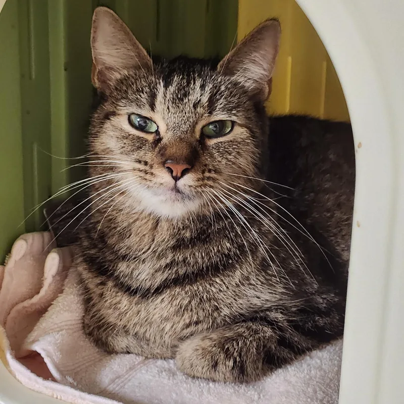 A young medium-sized female Tabby (Brown / Chocolate) Domestic Short Hair cat named Camilla the Chicken for adoption in Scranton, PA