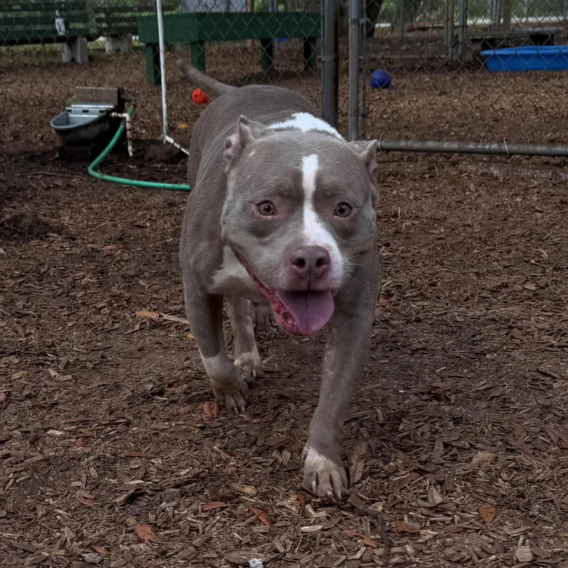 An adult medium-sized female American Bully dog named Dumpling for adoption in St. Augustine, FL