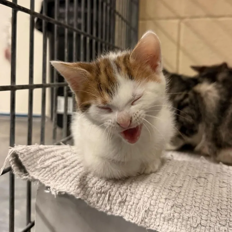 A baby small-sized male White Domestic Short Hair cat named Bambino for adoption in Los Angeles, CA