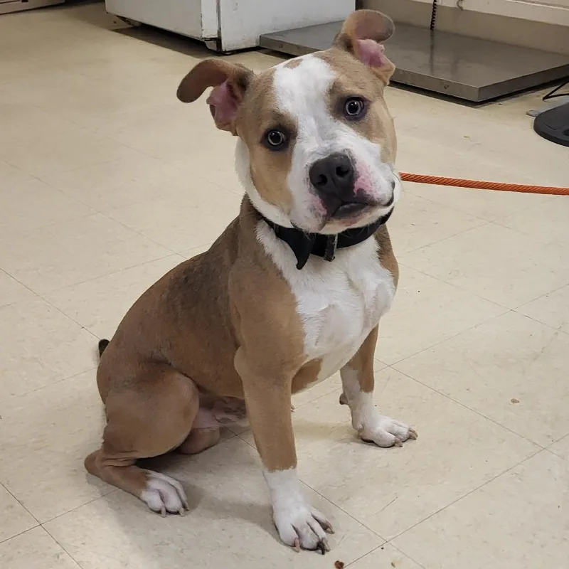 A young medium-sized male Yellow / Tan / Blond / Fawn Mixed Breed dog named Caramel for adoption in Lake Panasoffkee, FL
