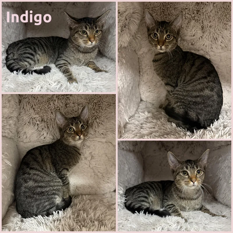 A young small-sized female Tabby (Gray / Blue / Silver) Domestic Short Hair cat named Indigo for adoption in Louisville, KY