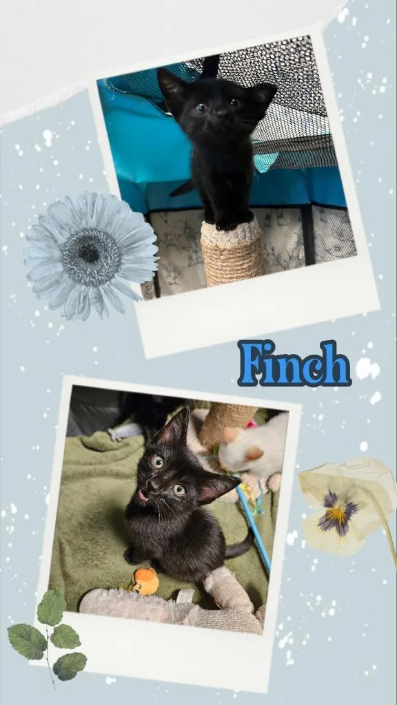 A baby small-sized male Domestic Short Hair cat named Finch for adoption in LIberty, NY