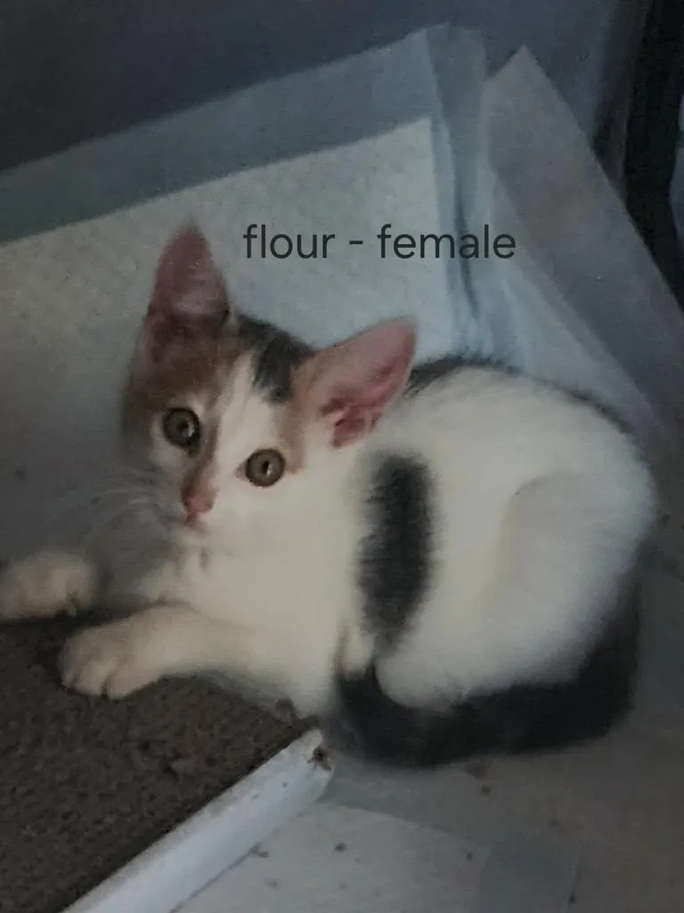A baby small-sized female American Shorthair cat named Flour for adoption in Hagaman, NY