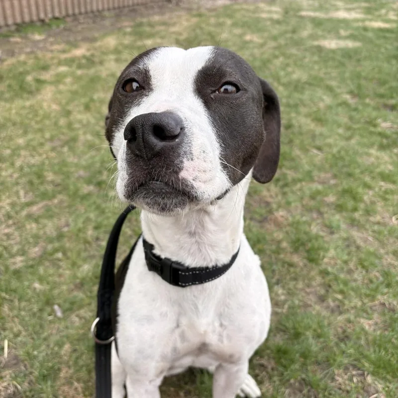 An adult medium-sized female Black Pit Bull Terrier dog named Stormi for adoption in Norfolk, NE