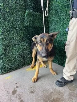 A young large-sized female Black German Shepherd Dog dog named Maxi for adoption in El Paso, TX