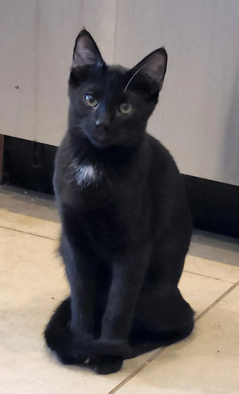 A baby small-sized male Black Domestic Short Hair cat named Goji Berri for adoption in Chandler, AZ