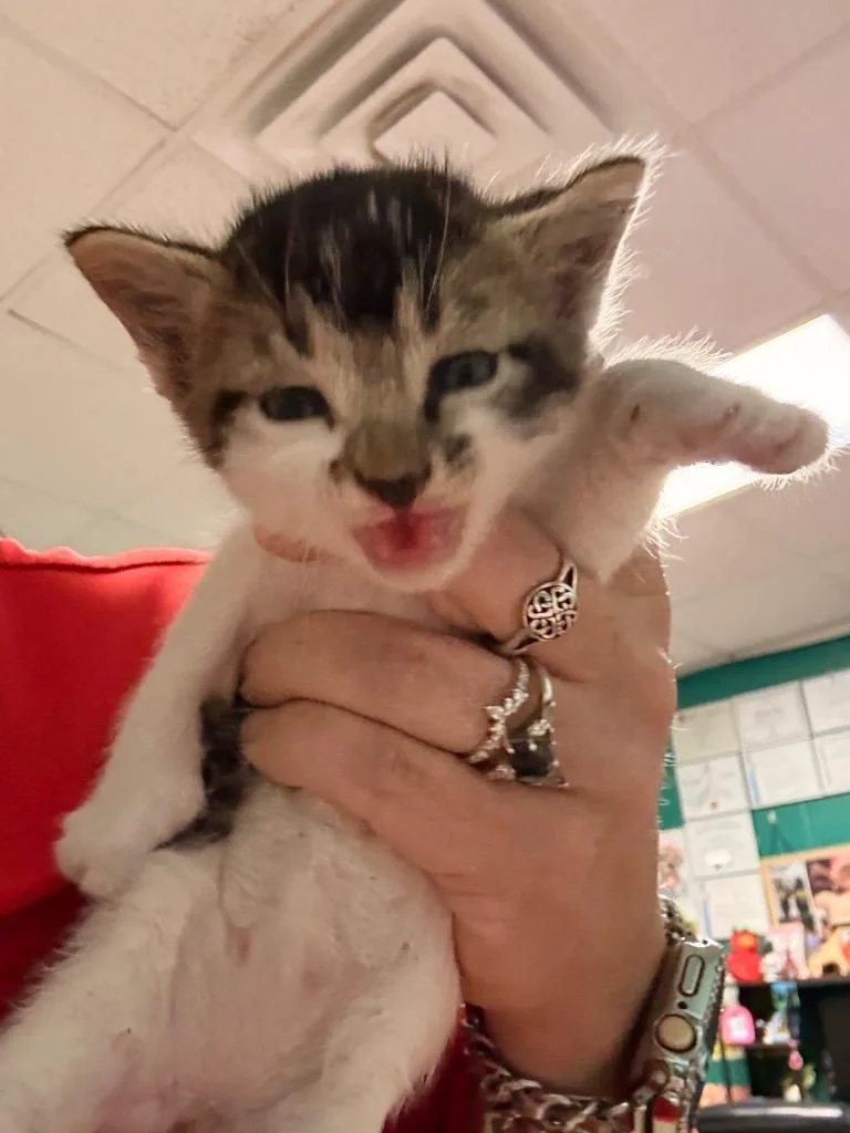 A baby small-sized female Domestic Medium Hair cat named Jennifer Jo Cobb for adoption in Rockport, TX