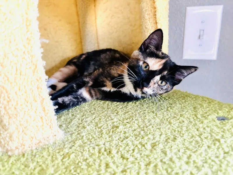 A baby small-sized female Domestic Short Hair cat named Claire for adoption in Orlando, FL
