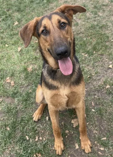 A young large-sized female German Shepherd Dog dog named Hazel for adoption in Thousand Palms, CA