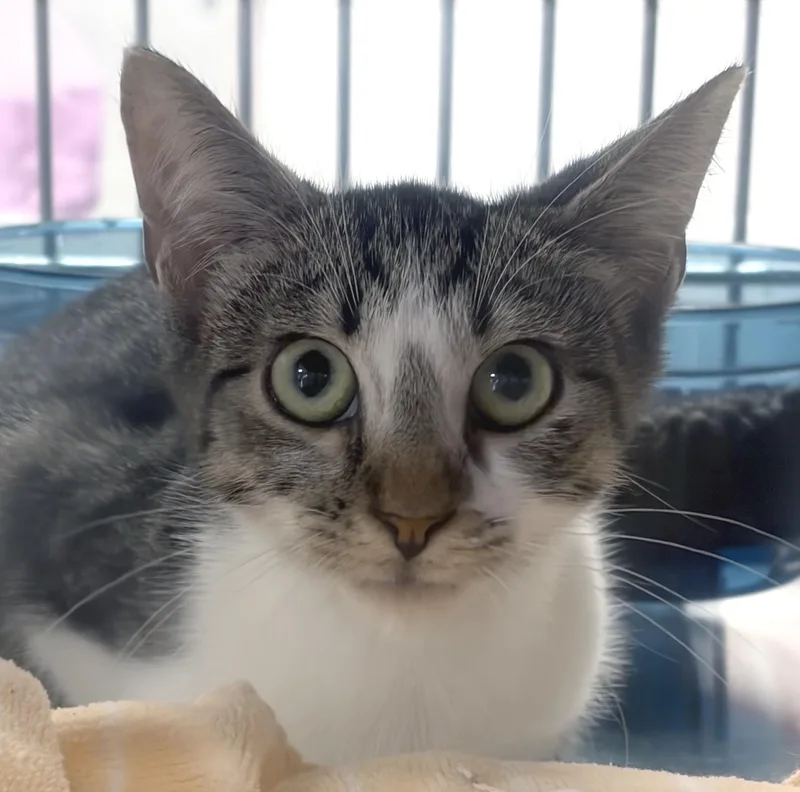 A baby medium-sized male Tabby (Gray / Blue / Silver) Domestic Short Hair cat named Knuckles for adoption in Smithfield, NC