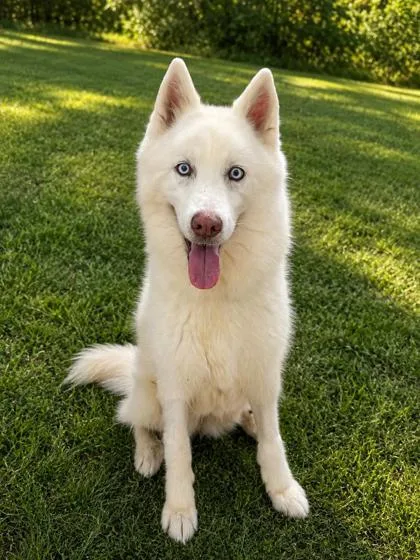 A senior large-sized female White / Cream Mixed Breed dog named Snow for adoption in Covington, LA