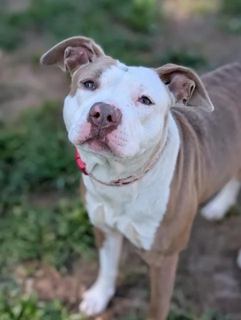 A young medium-sized female Pit Bull Terrier dog named Betty Boop for adoption in Sacramento, CA