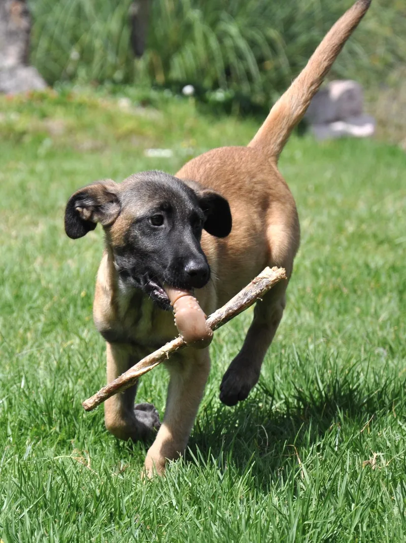 A baby medium-sized female Bicolor Belgian Shepherd / Malinois dog named Wendy for adoption in Austin, TX