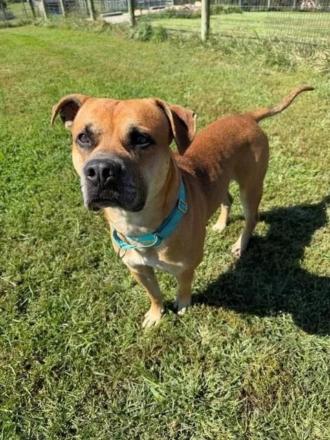 An adult large-sized male Golden Boxer dog named Roman for adoption in Augusta, WV