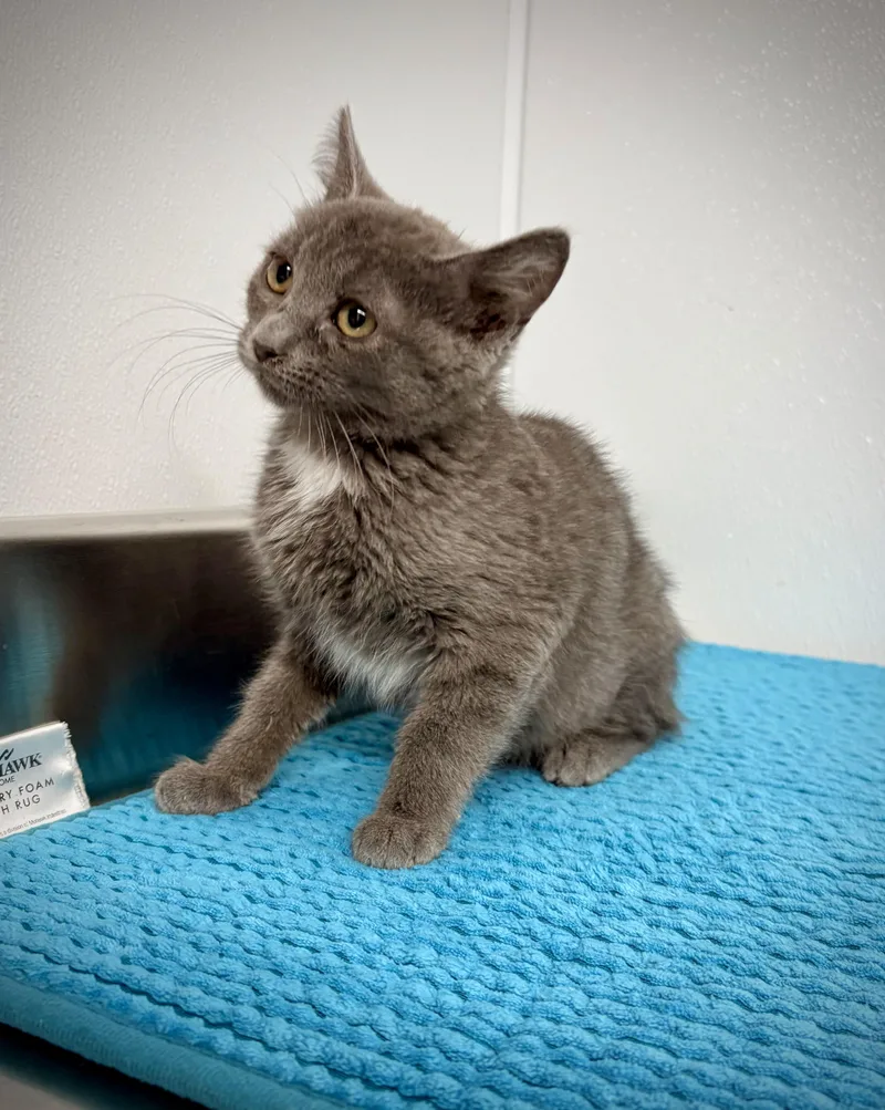 A baby small-sized female Gray / Blue / Silver Domestic Short Hair cat named Bow for adoption in Kalamazoo, MI
