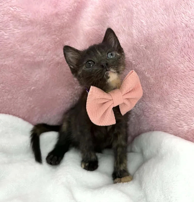 A baby small-sized female Tortoiseshell cat named Holly for adoption in Tavares, FL