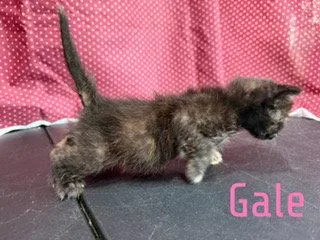 A baby medium-sized female Domestic Short Hair cat named Gale for adoption in Pleasanton, TX